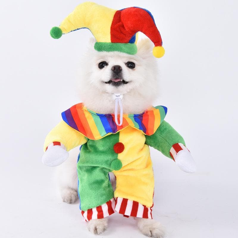 Pet jester costume from the PartyTime presentation archive